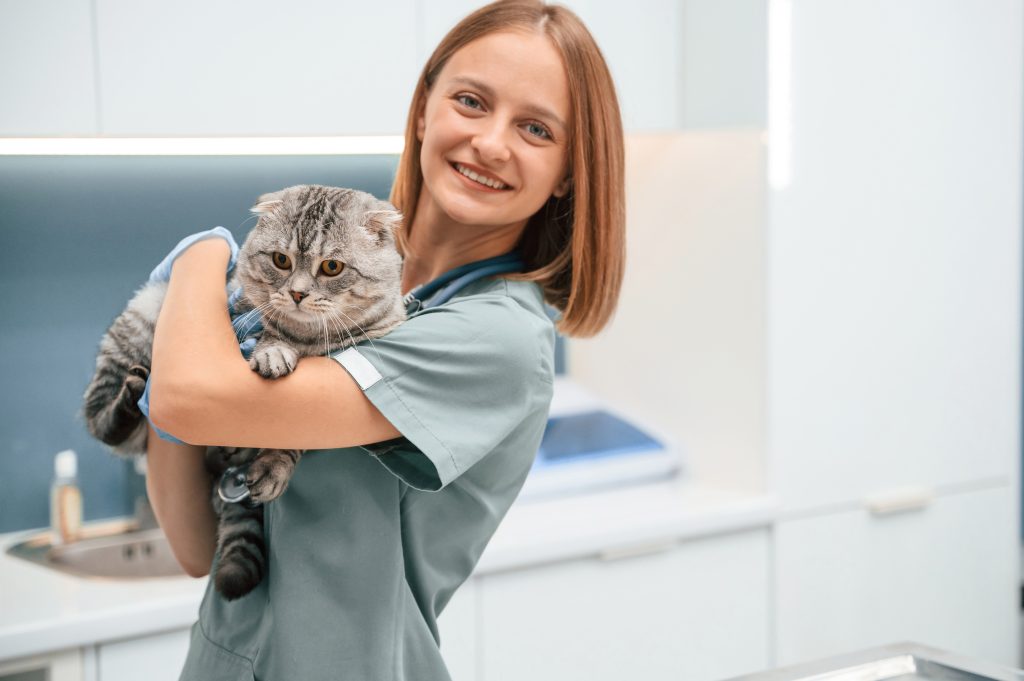 Smiling Scottish Fold cat at a veterinary clinic for International Cat Day